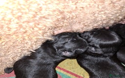 Mixed Breed dogs for sale: Miniature Poodle cross french bulldog puppies  - Image 14