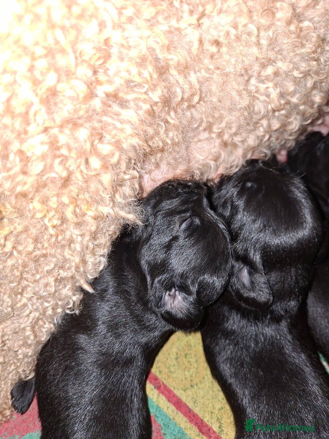 Mixed Breed dogs for sale: Miniature Poodle cross french bulldog puppies  - Image 14