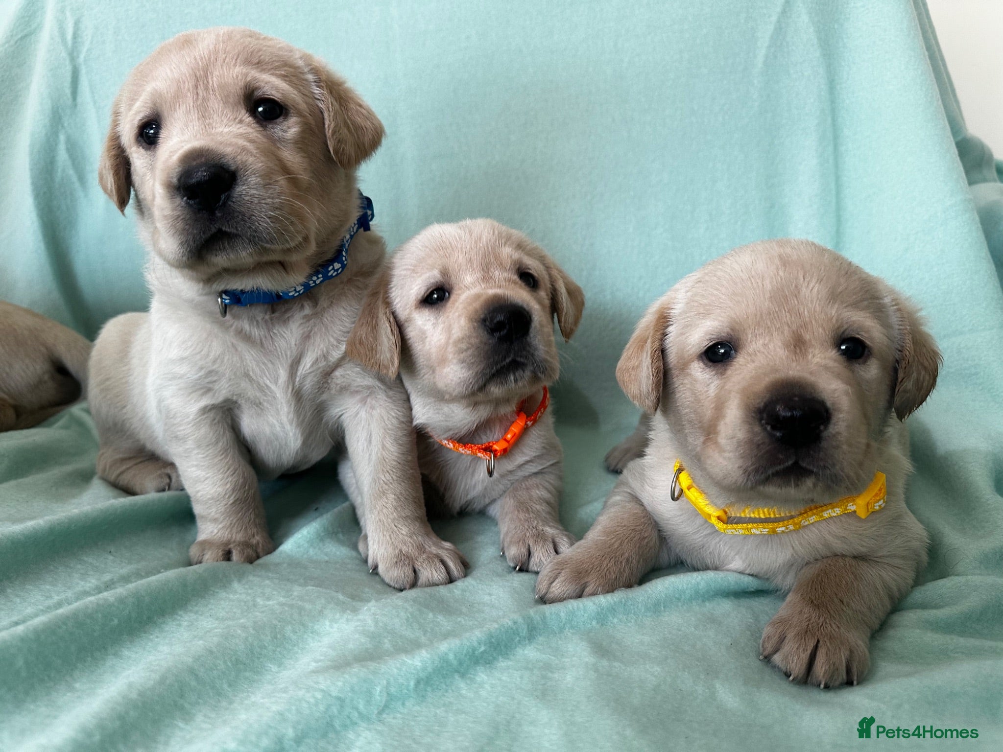 Goldador dogs *Gorgeous Goldador puppies* - Advert 1