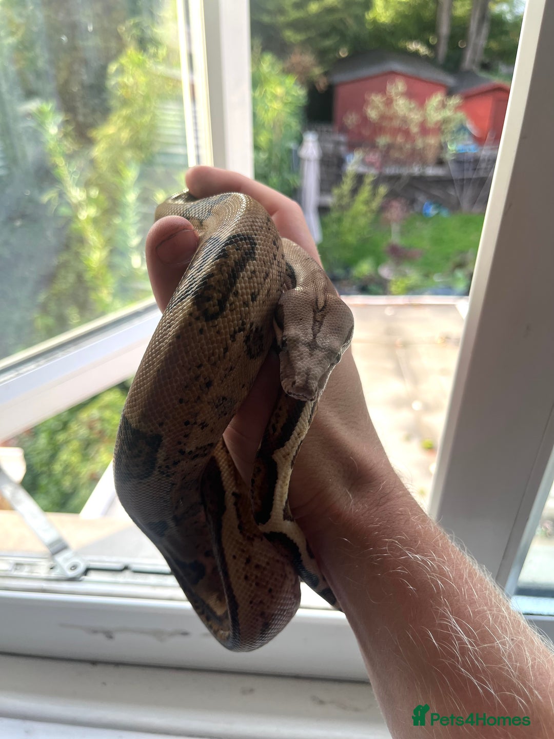 Boa Snake reptiles for sale: Hype motley boa  - Image 5