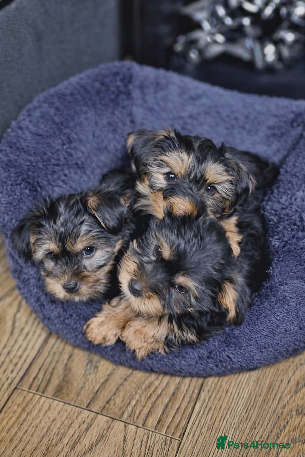 Yorkshire Terrier dogs Yorkshire Terrier Puppy - Advert 2