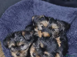 Yorkshire Terrier dogs Yorkshire Terrier Puppy - Advert 2