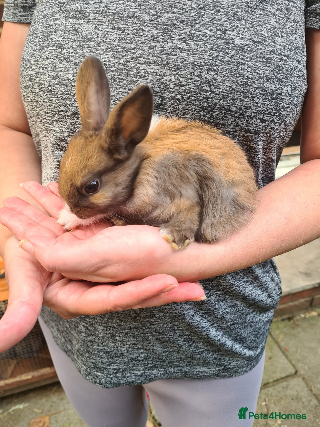 Lionhead rabbits for sale: Lionhead x Lop Baby Bunnies - Image 7