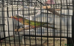 Parrots birds for sale: Princess Parrot  - Image 2