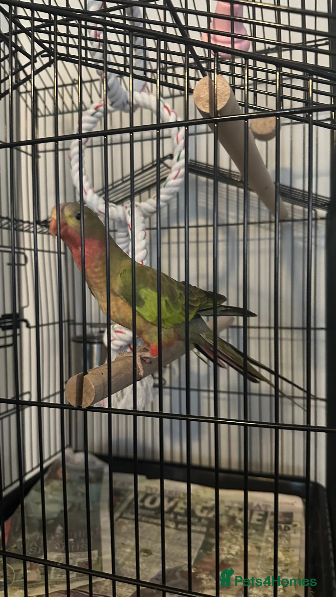 Parrots birds for sale: Princess Parrot  - Image 2