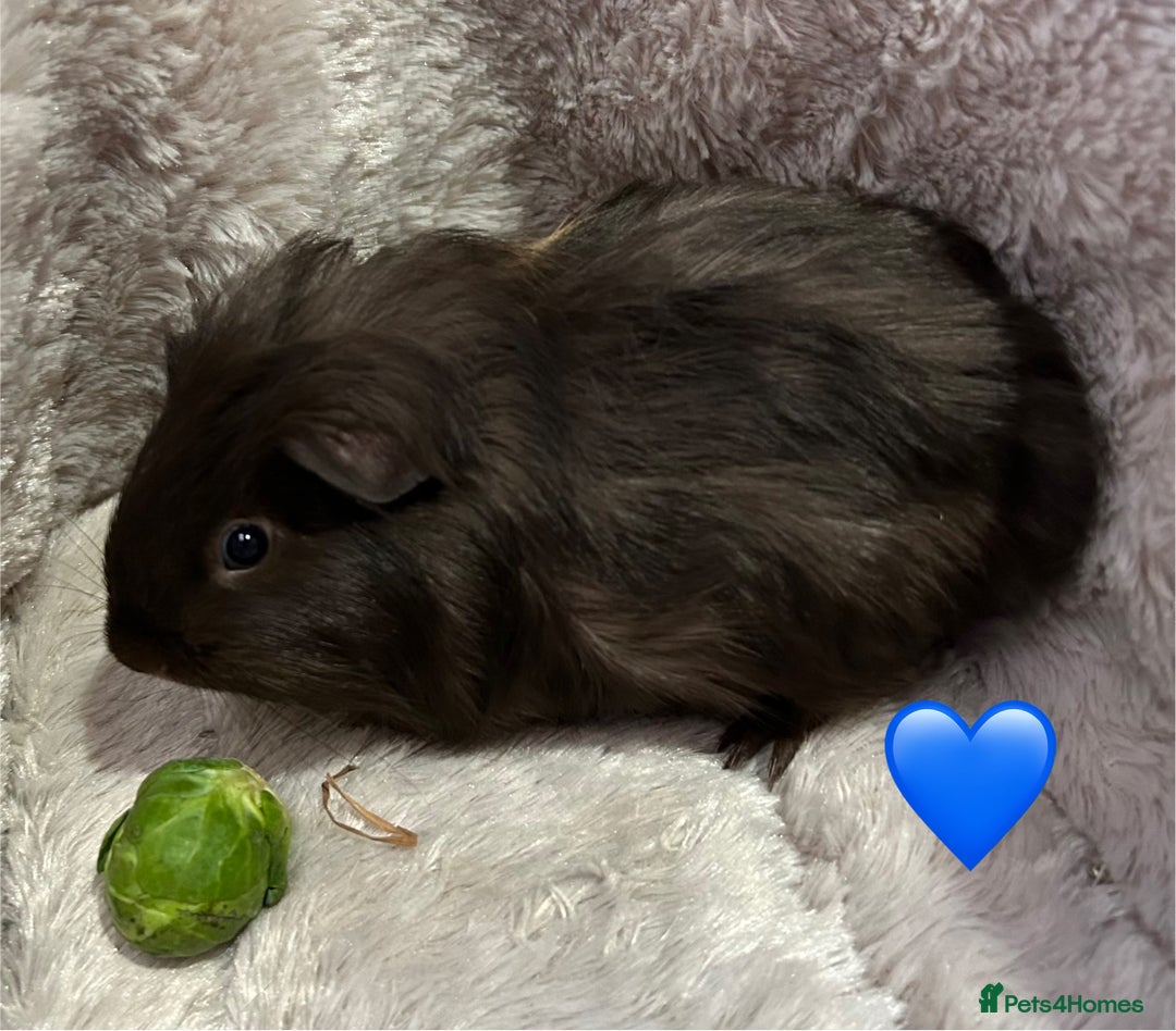 Guinea Pig rodents for sale: GORGEOUS BABY GUINEA PIGS - Advert 2