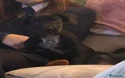 Mixed Breed dogs for sale: Spaniel cross - Image 4