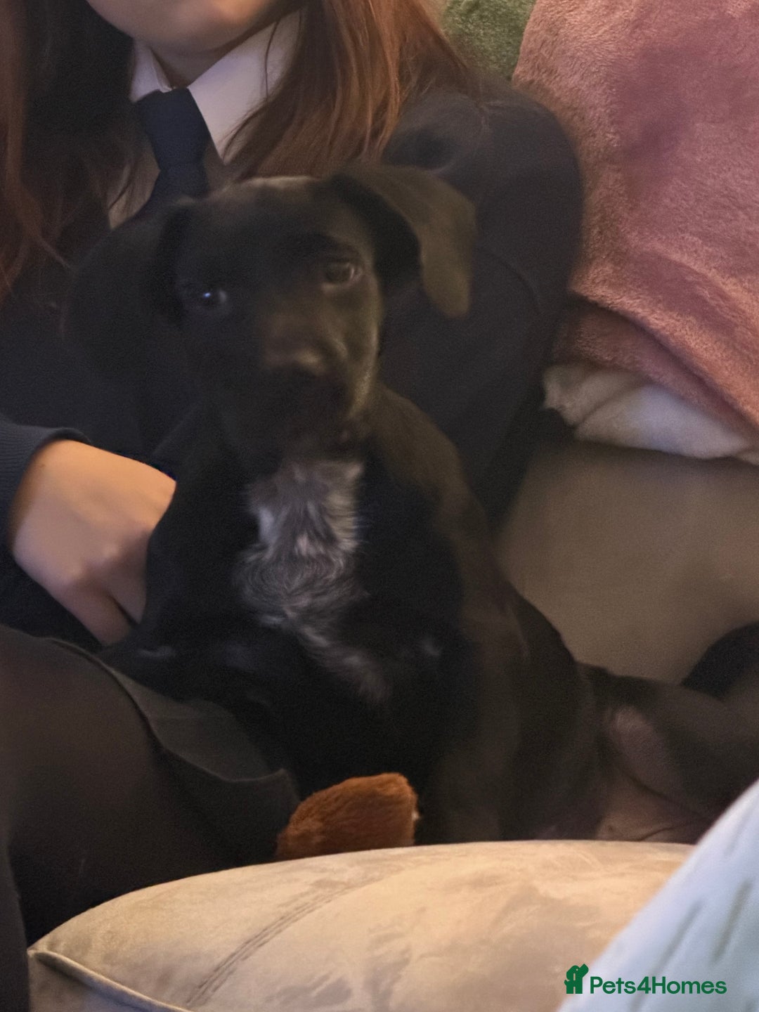 Mixed Breed dogs for sale: Spaniel cross - Image 4