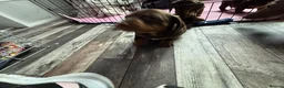 Miniature Dachshund dogs for sale: Stunning Mini Dachshund puppies for sale - Advert 15