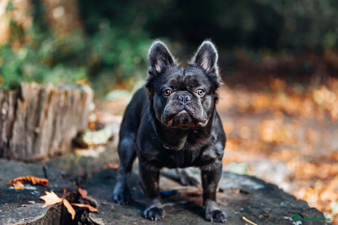 French Bulldog dogs for stud: 🔥🔥 PROVEN L1 & L4 BLUE VISUAL FLUFFY STUD 🔥🔥 in Feltham - Advert 10