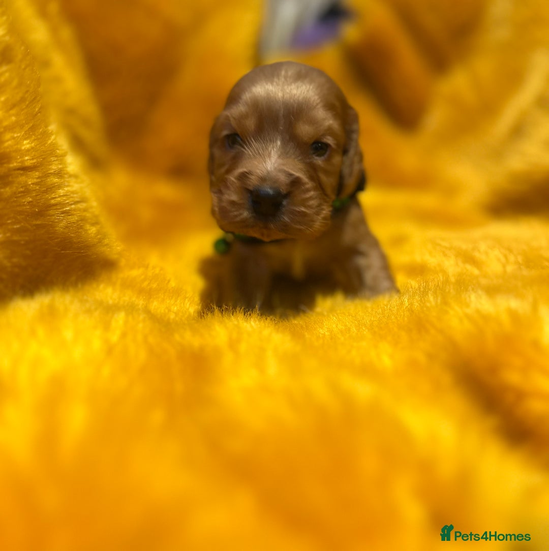 Cocker Spaniel dogs for sale: Our Stunning Cocker spaniels  - Advert 12