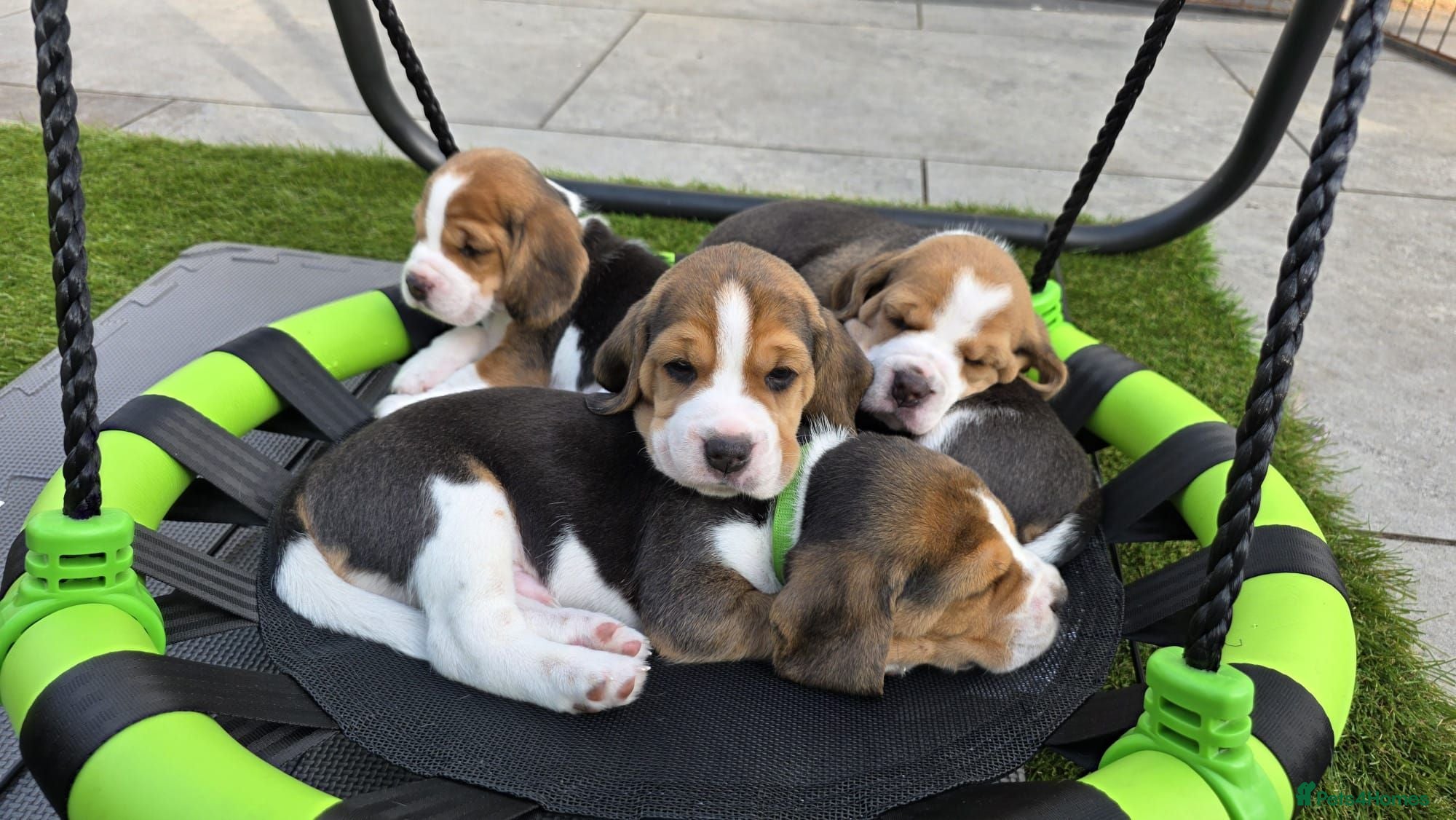 Beagle dogs RKC Registered Puppies for Sale - Advert 6