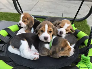 Beagle dogs RKC Registered Puppies for Sale - Advert 6