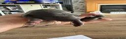 Whippet dogs for sale: Stunning Whippet puppies  - Advert 10