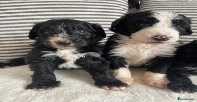 Bernedoodle dogs STUNNING DNA CLEAR F1 BERNEDOODLES - Advert 4