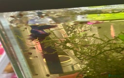 Bettas fish for sale: Betta fish for rehome  - Image 2