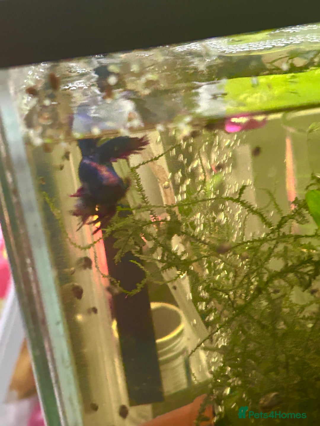 Bettas fish for sale: Betta fish for rehome  - Image 2