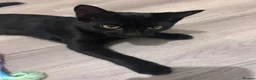 Mixed Breed cats for sale: Tortoiseshell kitten ready for new home in Canterbury - Advert 11