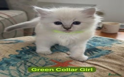 Ragdoll cats for sale: GCCF Championship Line Ragdolls - Image 5