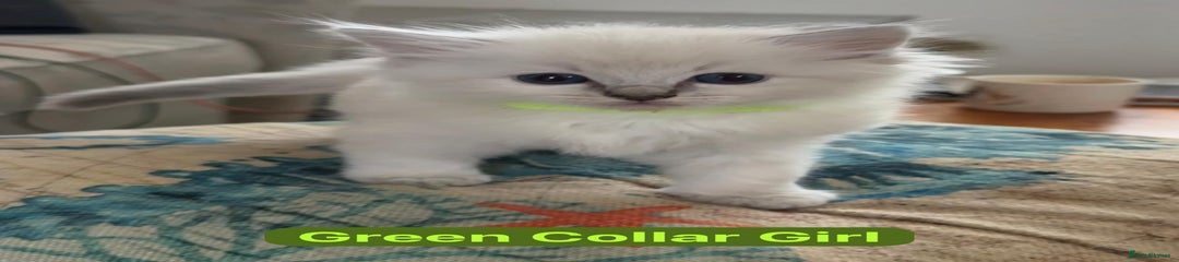 Green Collar Girl