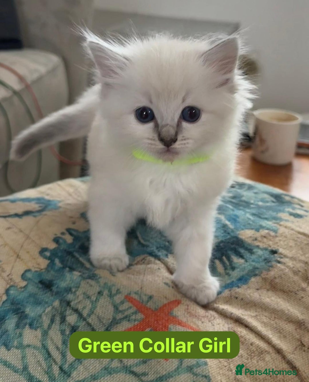 Ragdoll cats for sale: GCCF Championship Line Ragdolls - Image 5