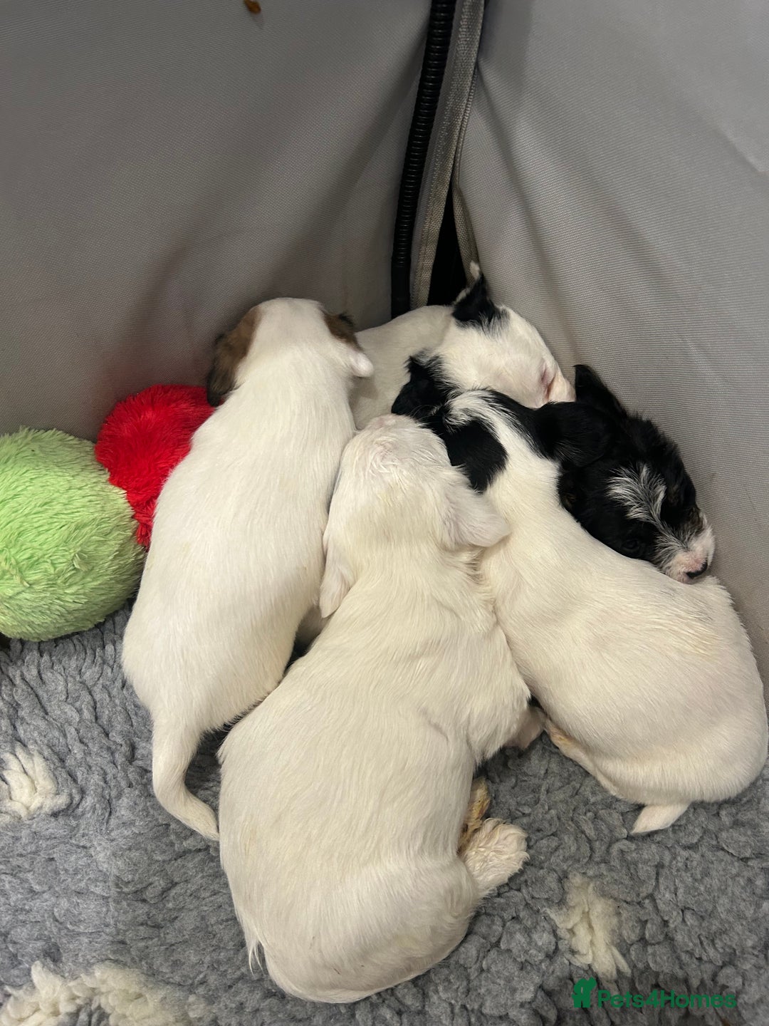 Sealyham Terrier dogs for sale: Sealyham terrier crosses 1 boy available  - Advert 3