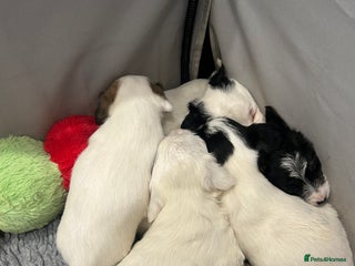 Sealyham Terrier dogs Sealyham terrier crosses 1 boy available - Advert 1