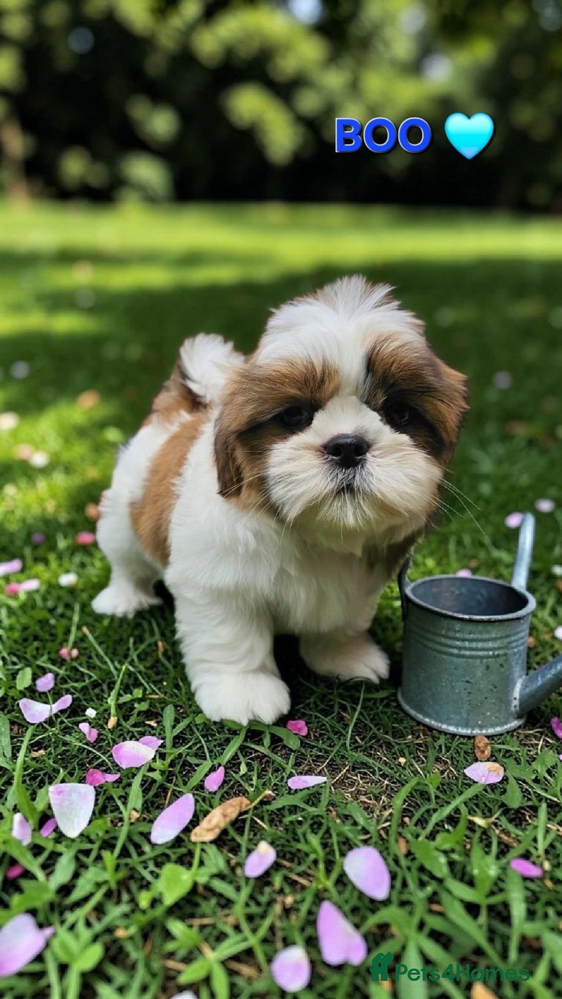 Shih Tzu dogs STUNNING PURE STANDARD SHIH TZU  - Advert 8