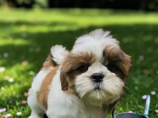 Shih Tzu dogs STUNNING PURE STANDARD SHIH TZU - Advert 8