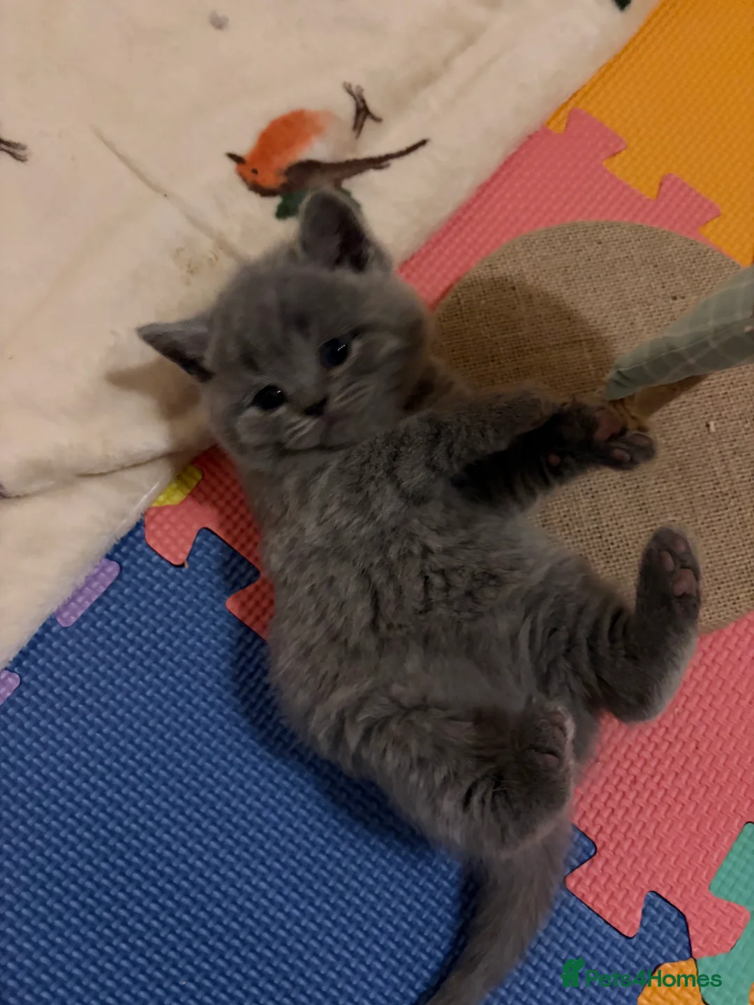 British Shorthair cats for sale: British Shorthair Boys - Advert 4
