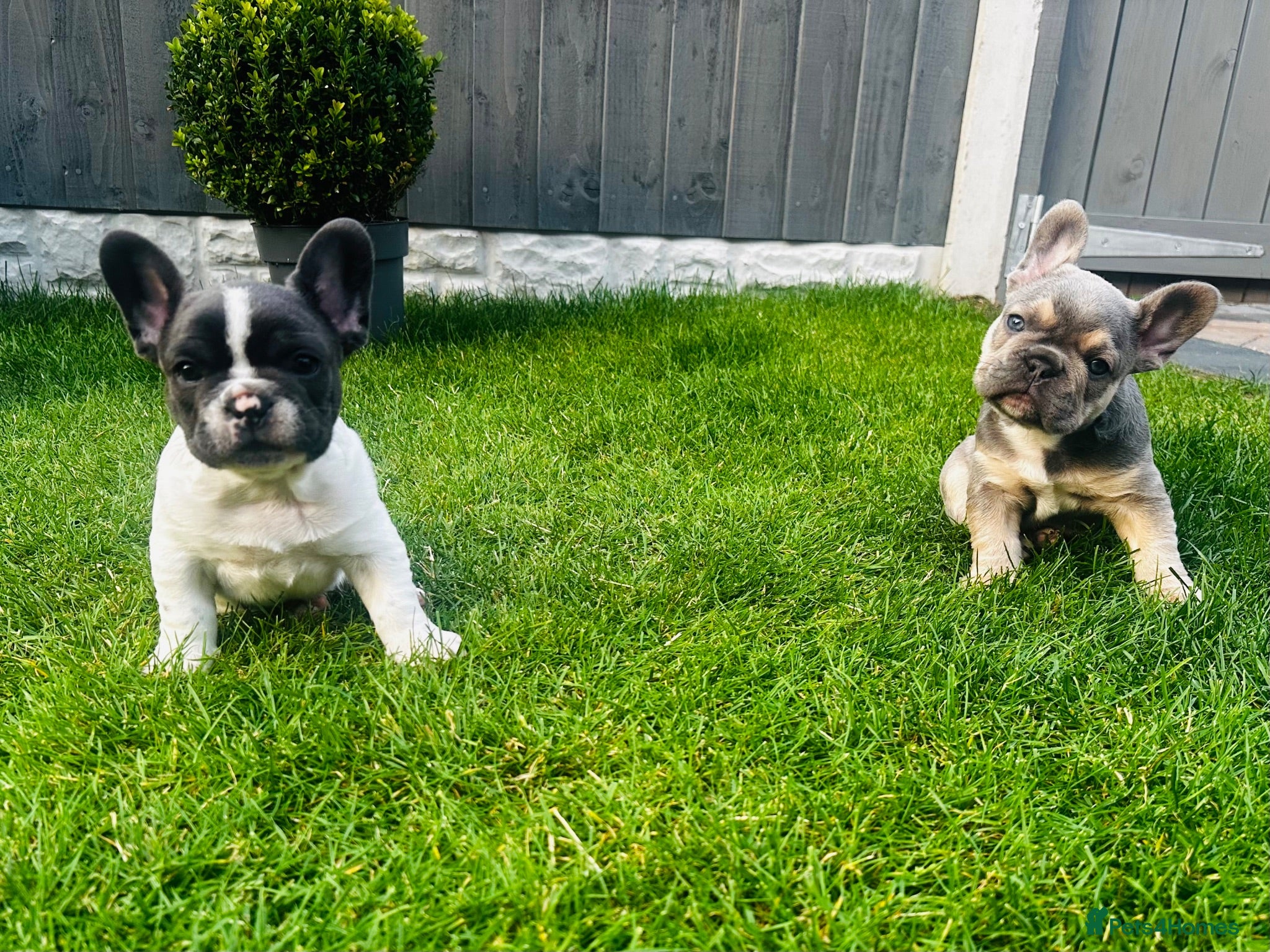 French Bulldog dogs ✨ Exceptional French Bulldog Puppies ✨ - Advert 6