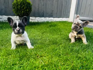 French Bulldog dogs ✨ Exceptional French Bulldog Puppies ✨ - Advert 6