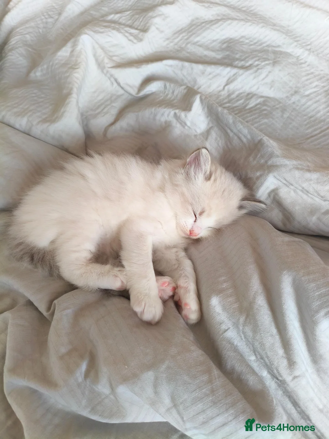 Ragdoll cats for sale: Ragdoll kitten 5 weeks old - Advert 2