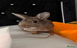 Tan rabbits for sale: Rabbit up for adoption  - Image 4