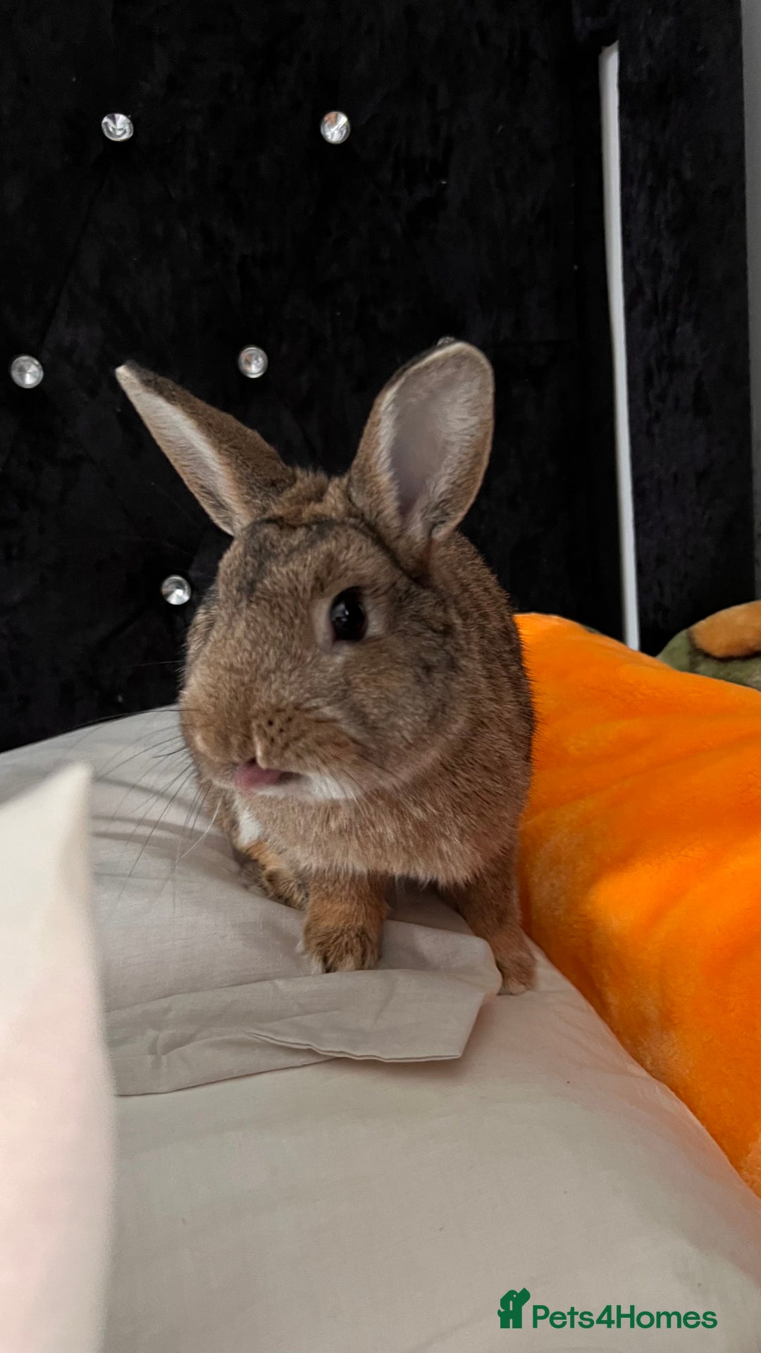 Tan rabbits for sale: Rabbit up for adoption  - Image 4