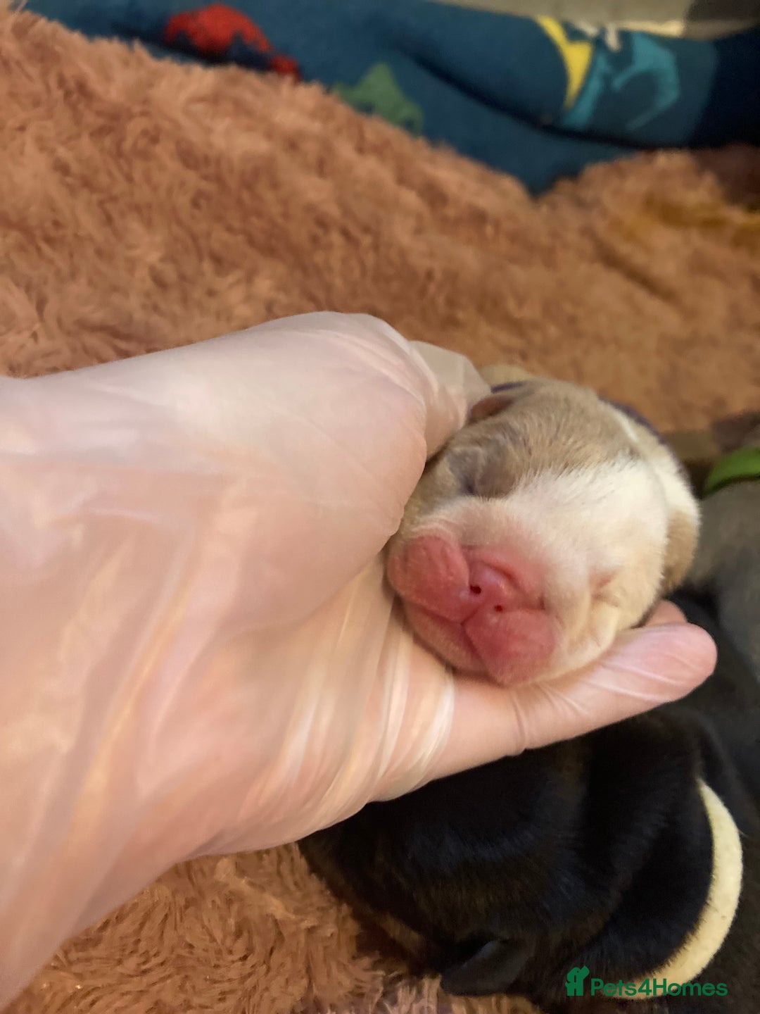 English Bulldog dogs for sale: Litter of 8  - Image 21