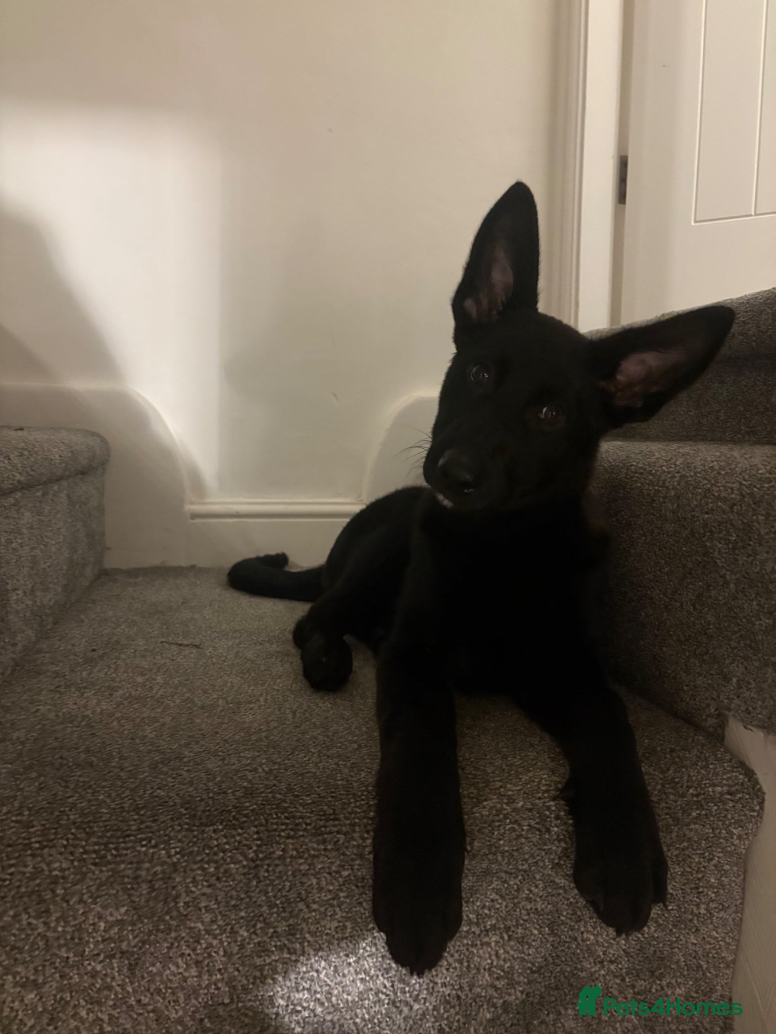 German Shepherd dogs Rehoming our 14 week old black GSD female  - Advert 2