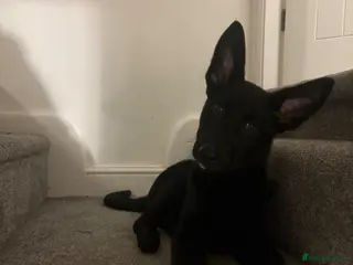 German Shepherd dogs Rehoming our 14 week old black GSD female - Advert 2
