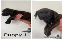 Presa Canario dogs for sale: Presa Canario pups - Image 1