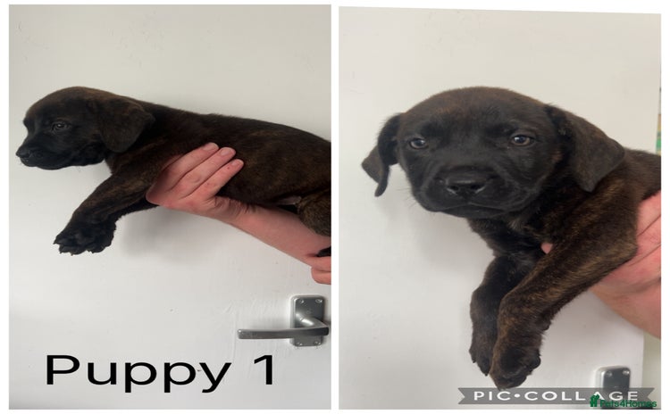 Presa Canario dogs - Advert 8