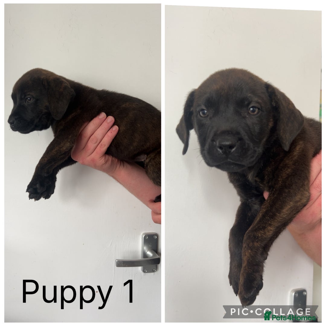 Presa Canario dogs for sale: Presa Canario pups - Image 1