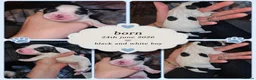 Cocker Spaniel dogs for sale: Cocker spaniel puppies due  - Advert 33