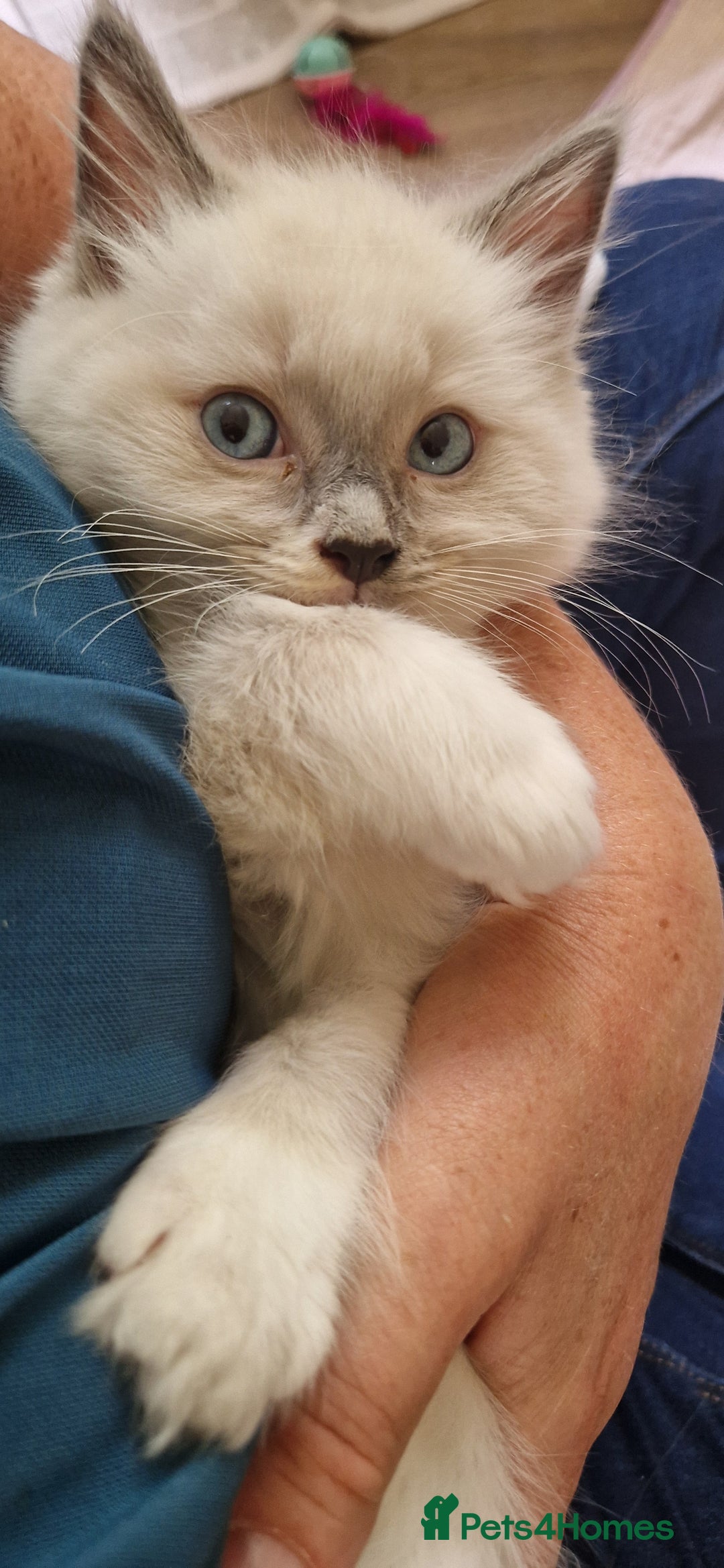 Ragdoll cats for sale: Gorgeous Ragdoll Kittens  - Image 5