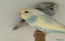 Budgerigars birds for sale: Beautiful baby budgies  - Image 2