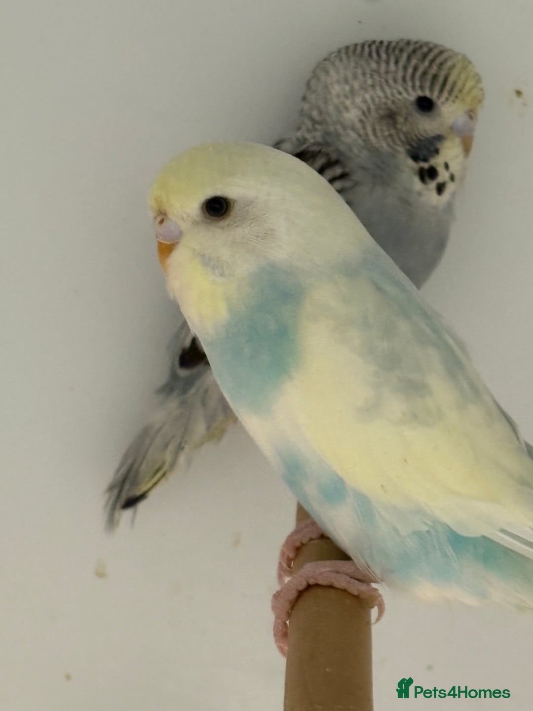 Budgerigars birds for sale: Beautiful baby budgies  - Image 2
