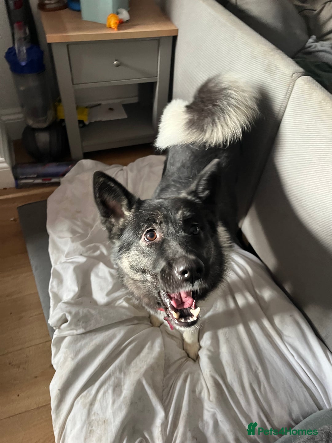 Akita dogs for sale: Akita Skye  - Advert 3