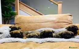 Border Terrier dogs for sale: KC REGISTERED BORDER TERRIER PUPS - Image 4
