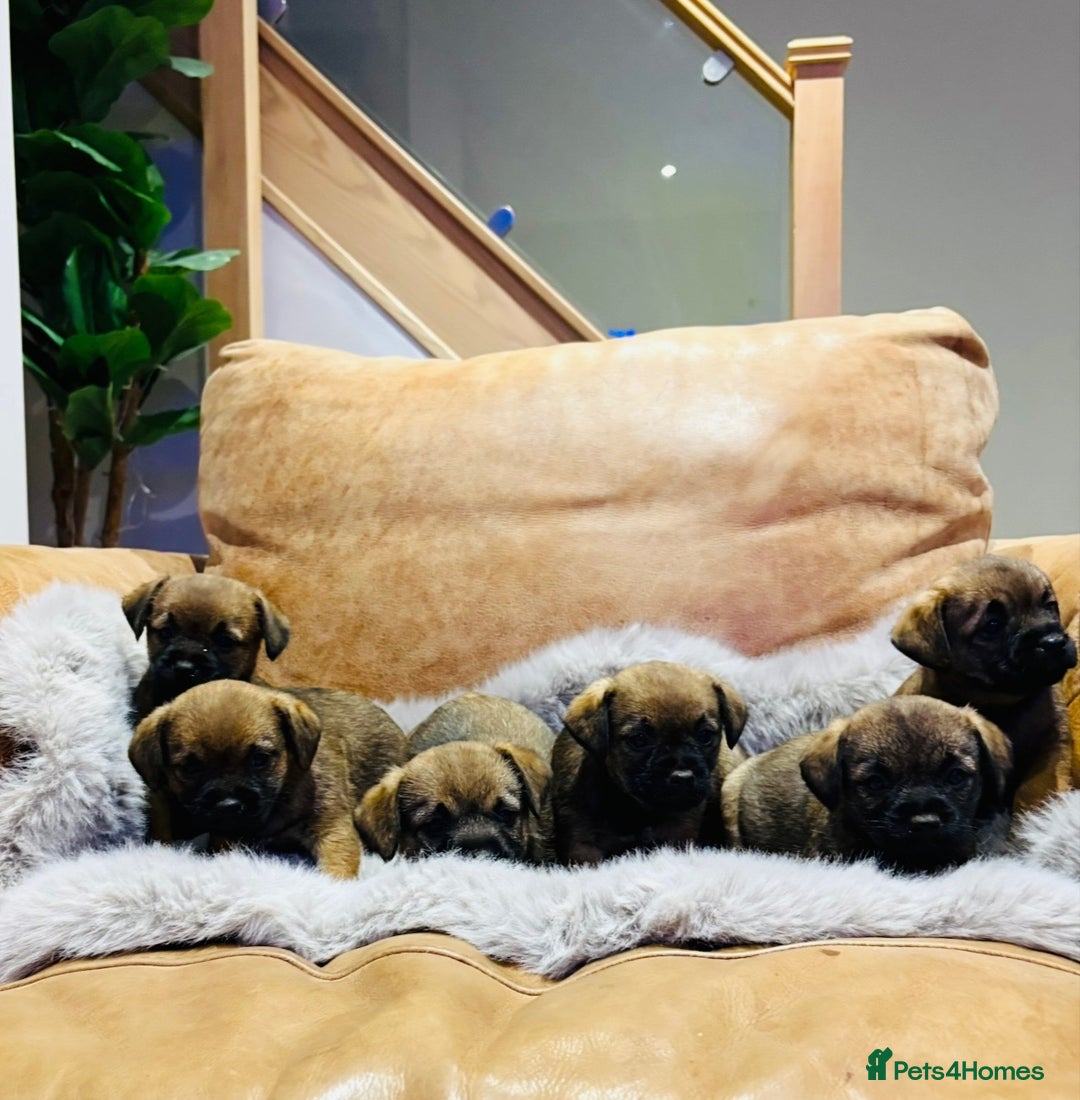 Border Terrier dogs for sale: KC REGISTERED BORDER TERRIER PUPS - Image 4