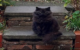 British Longhair cats for sale: Domestic longhair  - Image 3