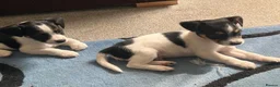 Jack Russell dogs for sale: READY NOW  JR pups  - Advert 13